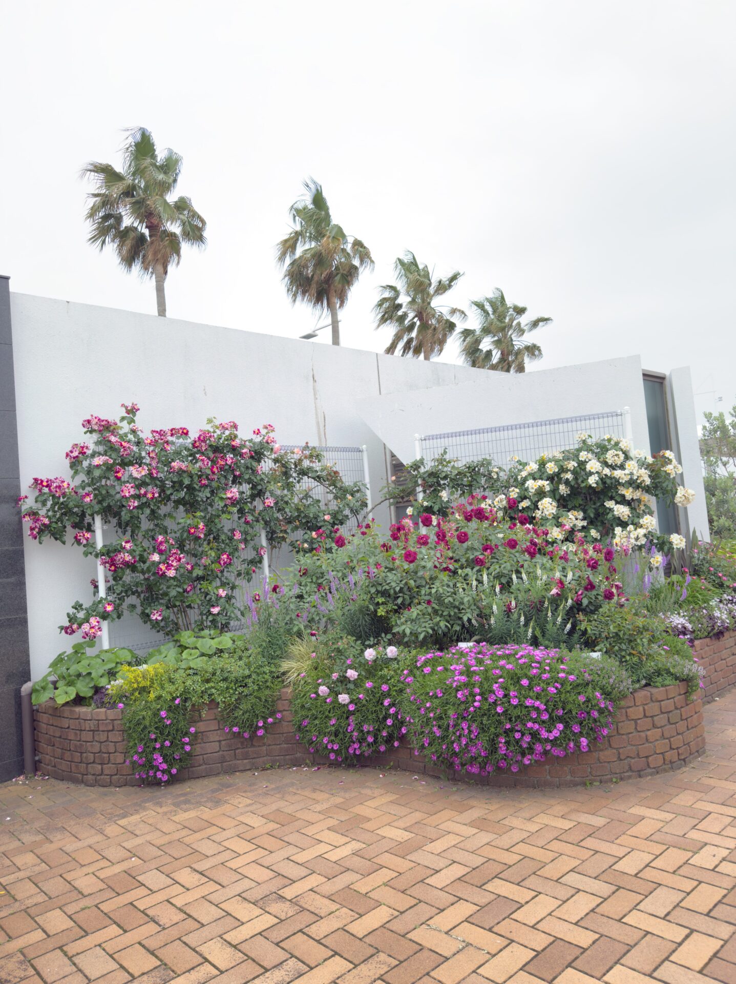 宇部空港へ、ただ薔薇に会いに